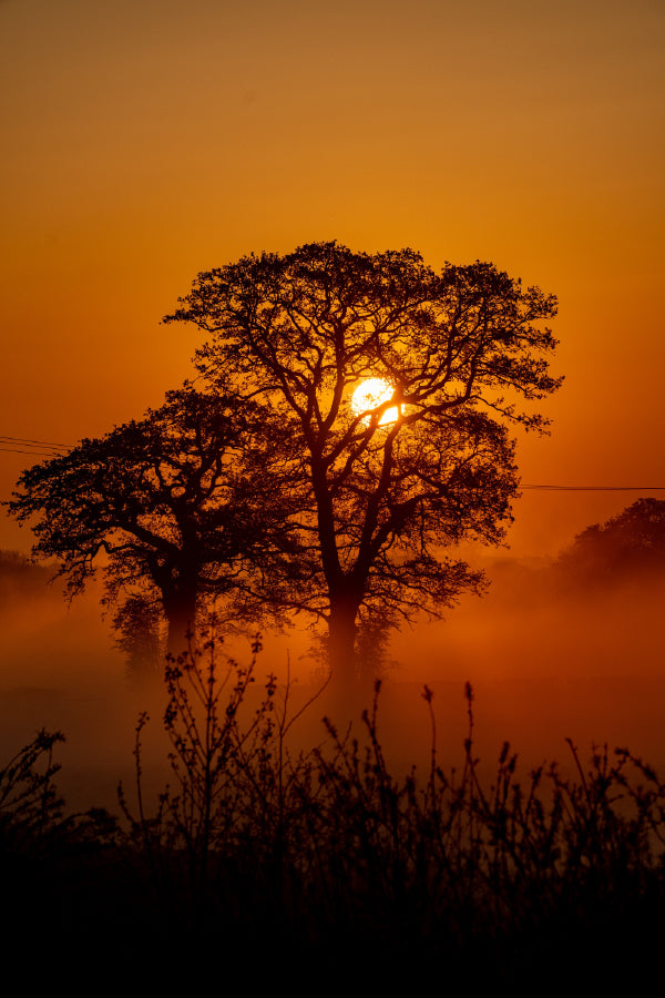 Trees Sun Setting View Photograph Print 100% Australian Made