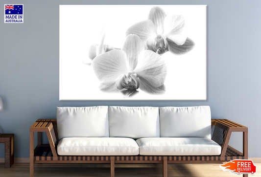 Orchid Flowers B&W Photograph Print 100% Australian Made