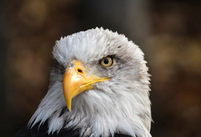 Eagle Portrait Closeup Photograph Home Decor Premium Quality Poster Print Choose Your Sizes