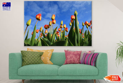 Yellow Red Tulip Flower Field Photograph Print 100% Australian Made