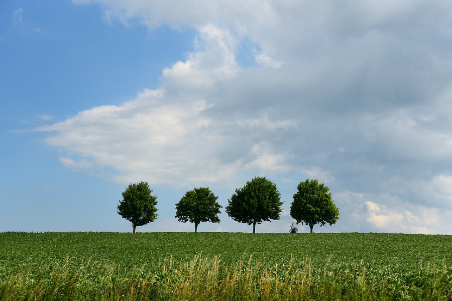 Trees on Hill Photograph Print 100% Australian Made