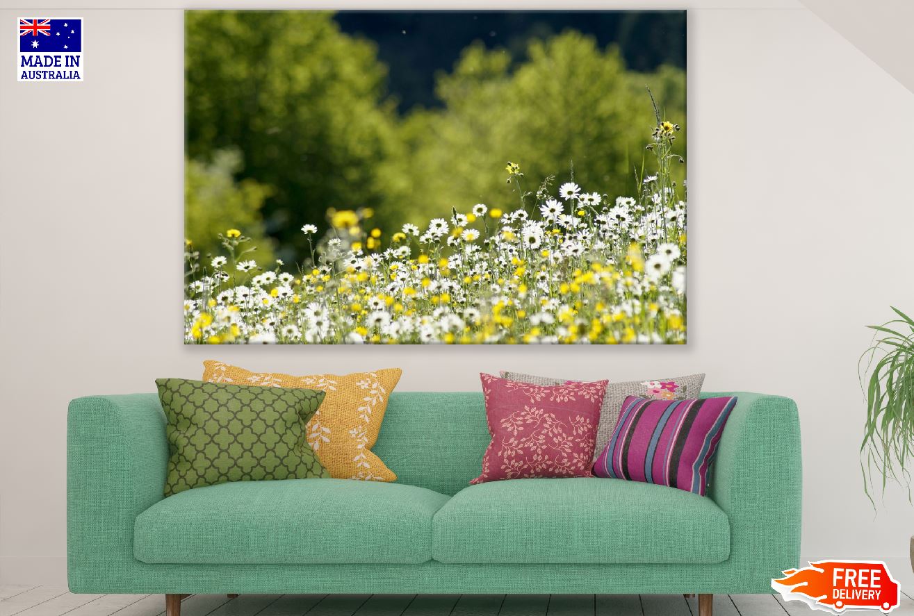 Chamomile Flowers Plant Photograph Print 100% Australian Made