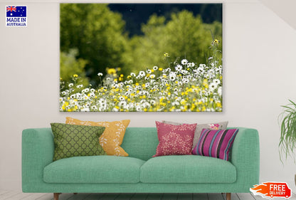 Chamomile Flowers Plant Photograph Print 100% Australian Made