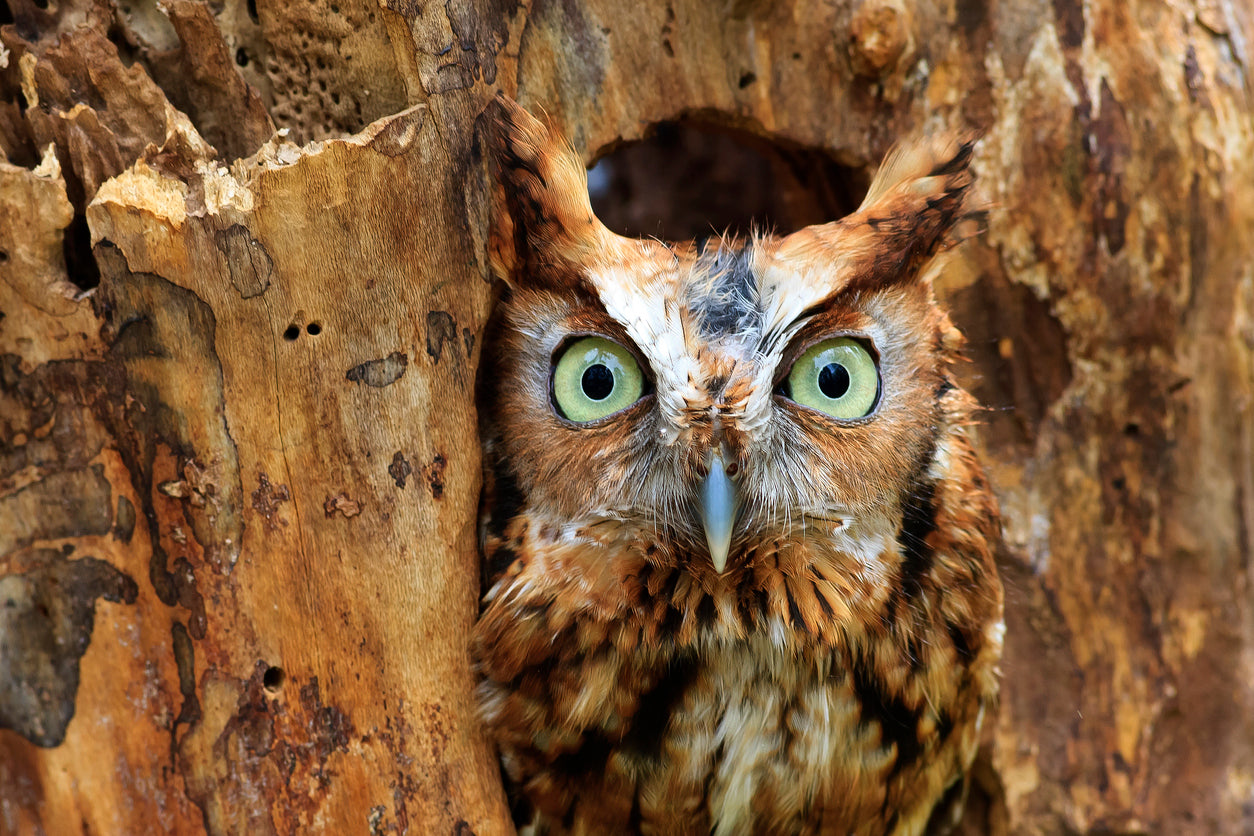 Eastern Screech Owl Photograph Print 100% Australian Made