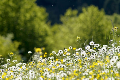 Chamomile Flowers Plant Photograph Print 100% Australian Made