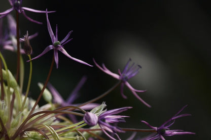 Purple Spider Lilies Photograph Print 100% Australian Made