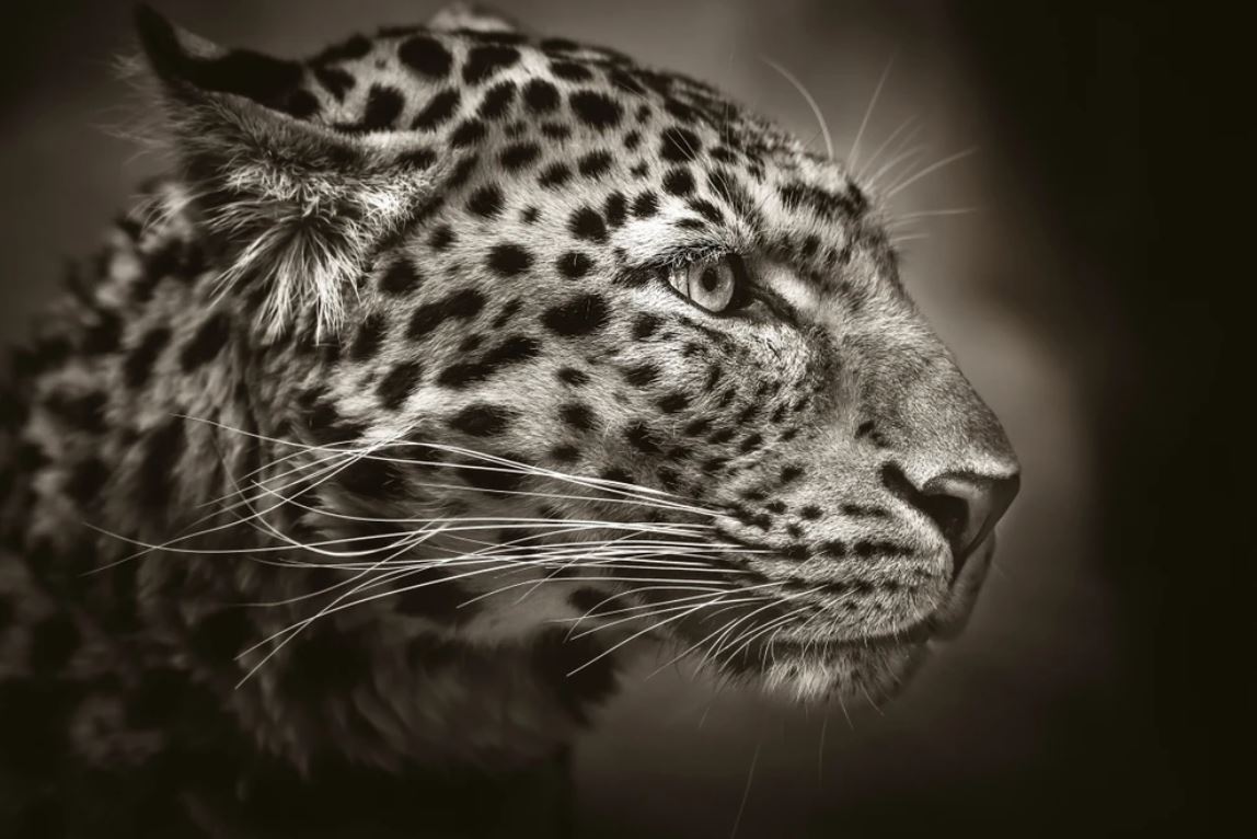 Leopards Portrait B&W Photograph Home Decor Premium Quality Poster Print Choose Your Sizes