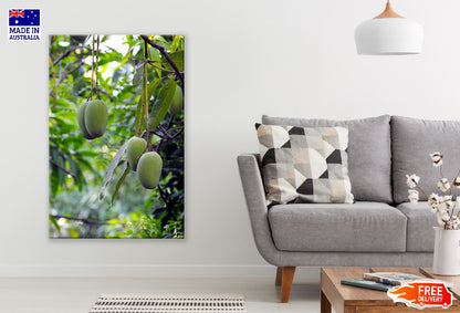 Mango Fruits Tree Photograph Print 100% Australian Made