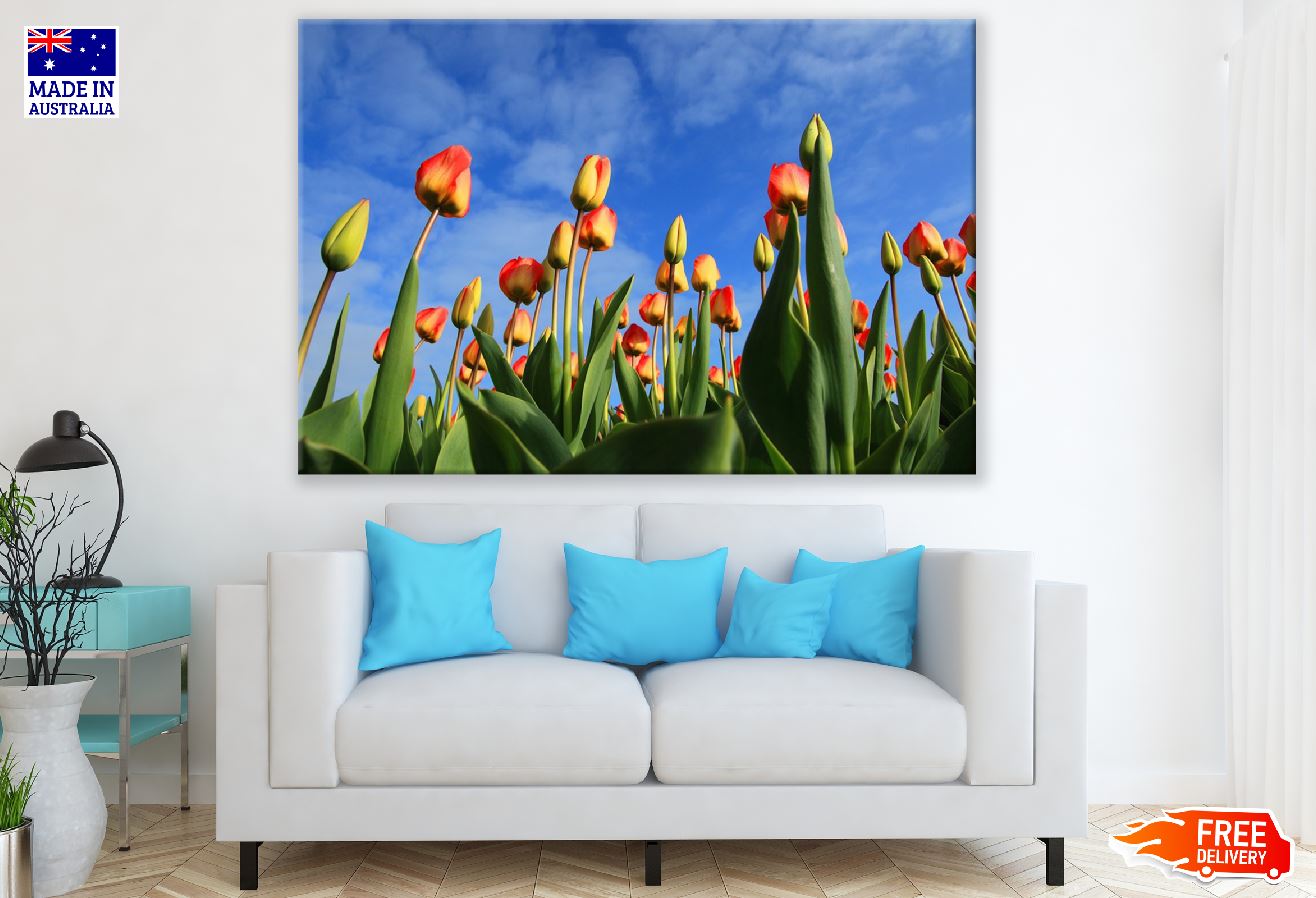 Yellow Red Tulip Flower Field Photograph Print 100% Australian Made