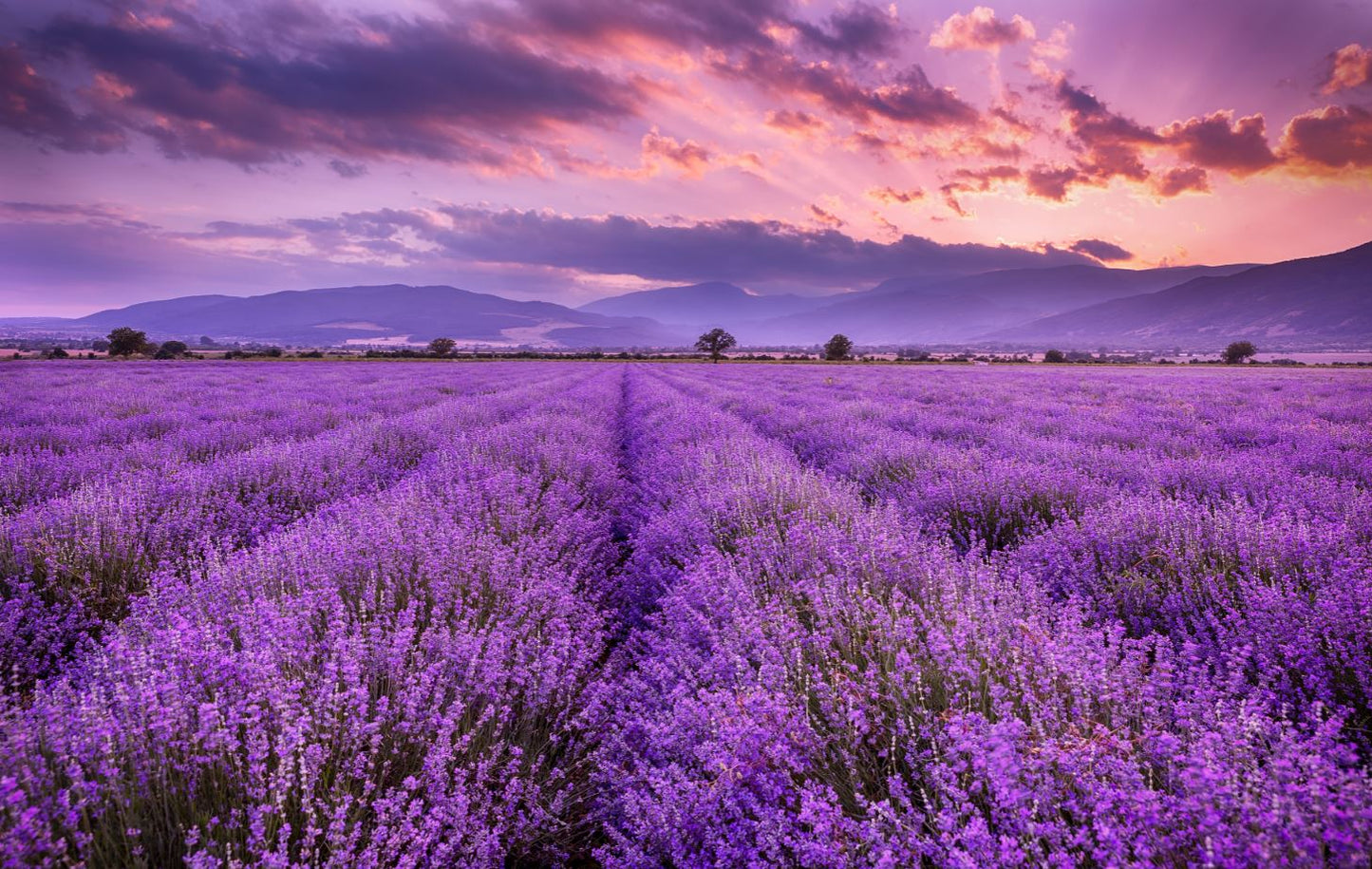 Wallpaper Murals Peel and Stick Removable Lavender Field at Sunset Photograph High Quality