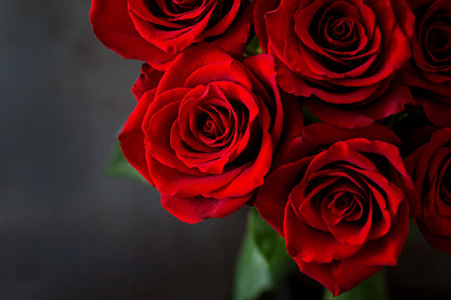 Red Roses Closeup View Photograph Print 100% Australian Made