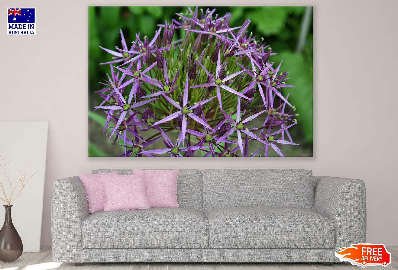 Purple Sphere Flower Photograph Print 100% Australian Made