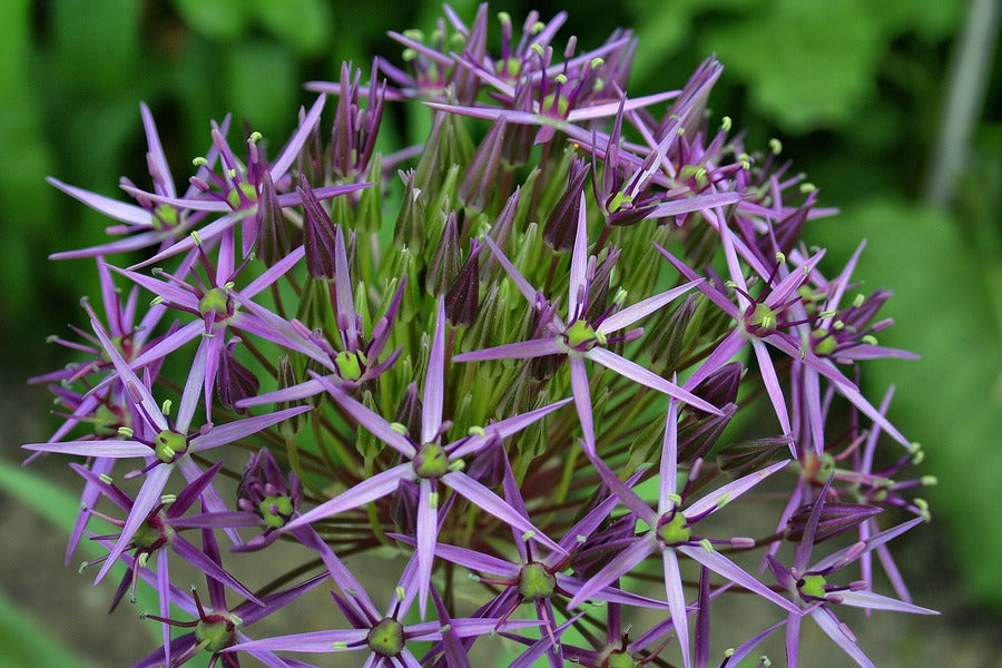 Purple Sphere Flower Photograph Print 100% Australian Made