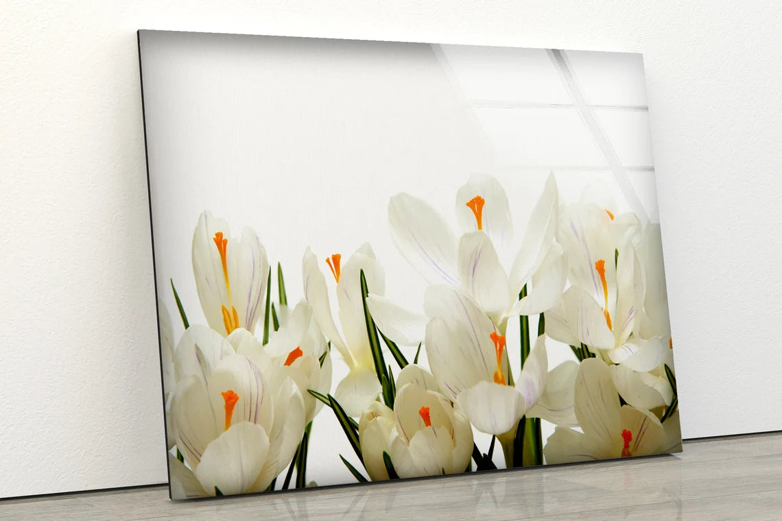 White Flowers Photograph Acrylic Glass Print Tempered Glass Wall Art 100% Made in Australia Ready to Hang