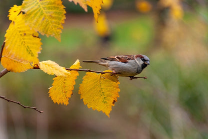 House Sparrow Birds on Tree Branch Photograph Print 100% Australian Made