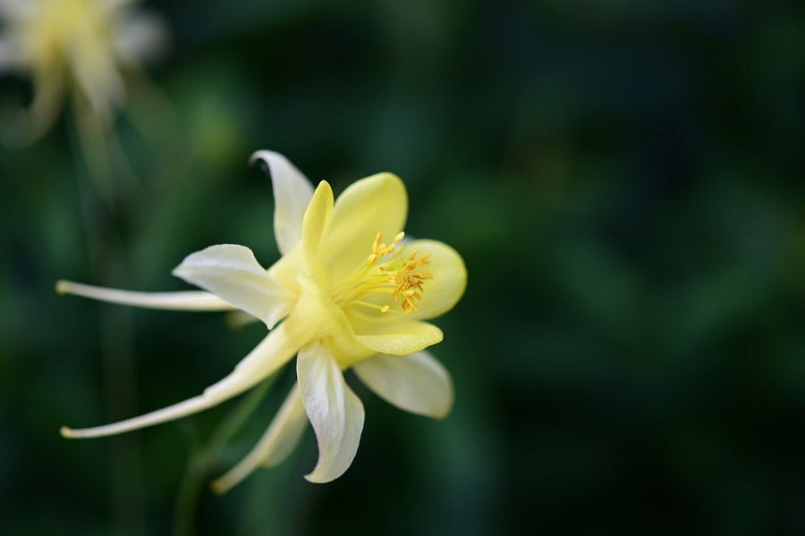 Yellow & White Columbine Flower Closeup Photograph Print 100% Australian Made