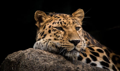 Leopard Closeup Photograph Home Decor Premium Quality Poster Print Choose Your Sizes