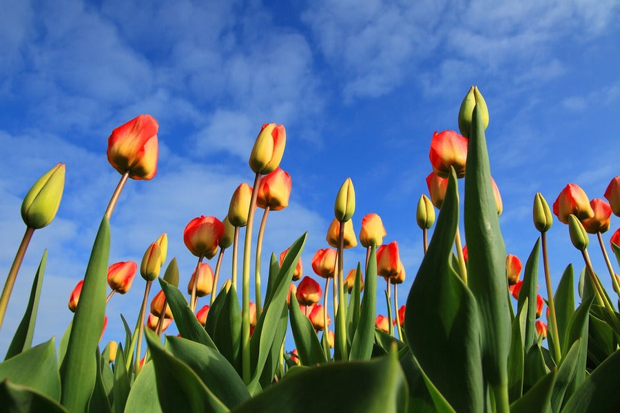 Yellow Red Tulip Flower Field Photograph Print 100% Australian Made