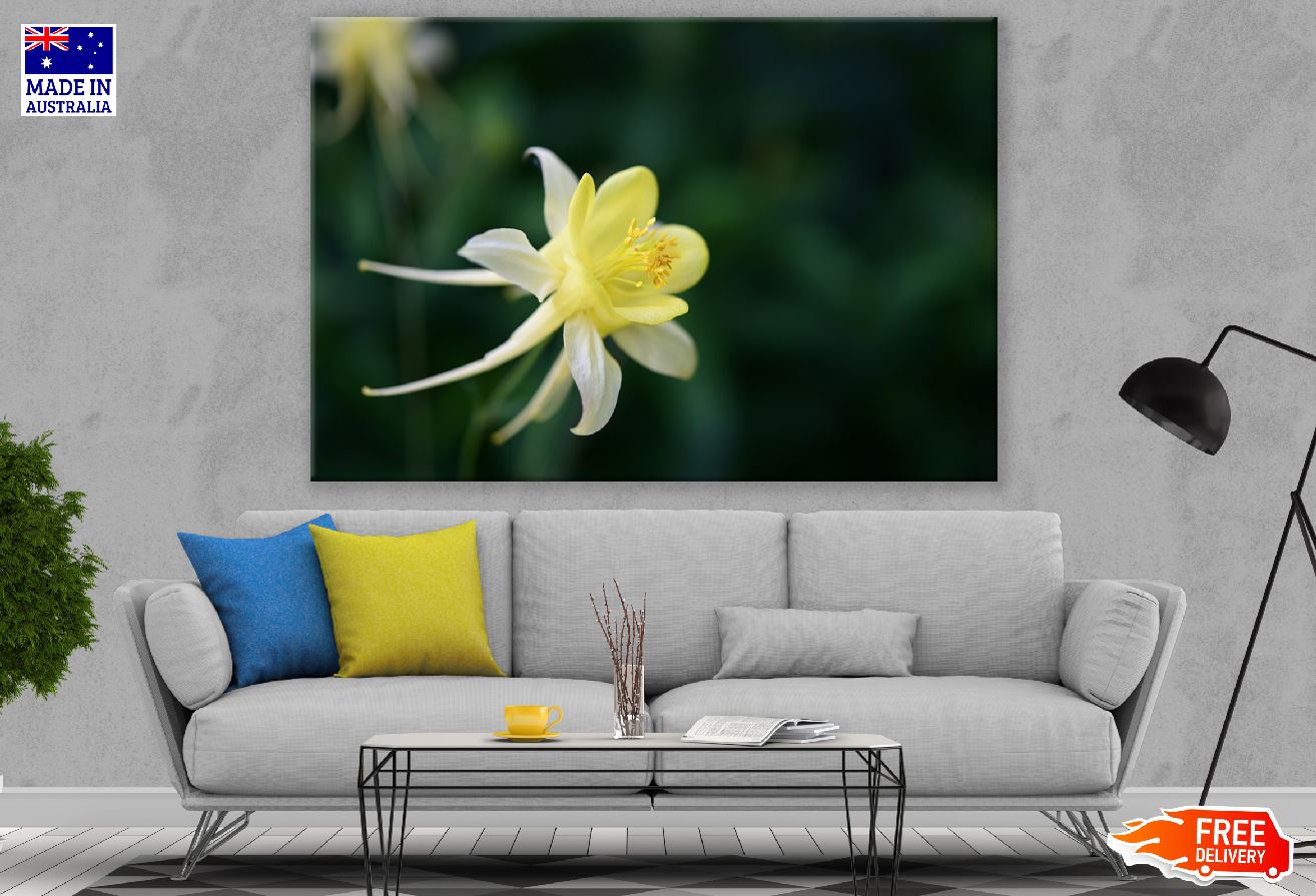 Yellow & White Columbine Flower Closeup Photograph Print 100% Australian Made