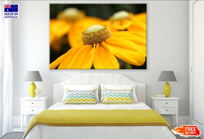 Yellow Coneflowers Flower Closeup Photograph Print 100% Australian Made