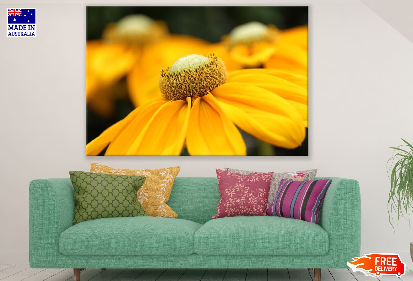 Yellow Coneflowers Flower Closeup Photograph Print 100% Australian Made