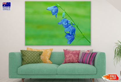 Blue BellFlowers Closeup Photograph Print 100% Australian Made