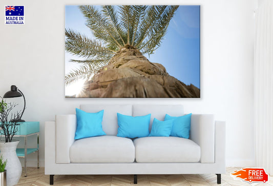 Date Tree Closeup Sunlight Photograph Print 100% Australian Made