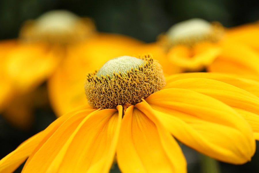 Yellow Coneflowers Flower Closeup Photograph Print 100% Australian Made