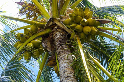 Coconut Tree Closeup Photograph Print 100% Australian Made