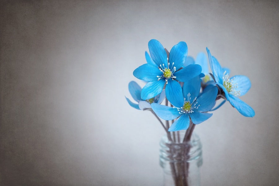 Blue Liverflowers Closeup Photograph Print 100% Australian Made