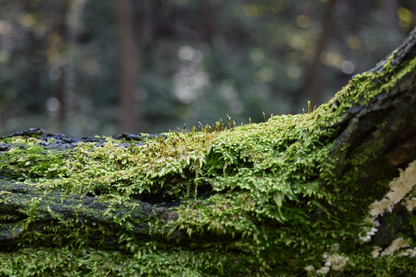 Tree Branch Closeup Photograph Print 100% Australian Made