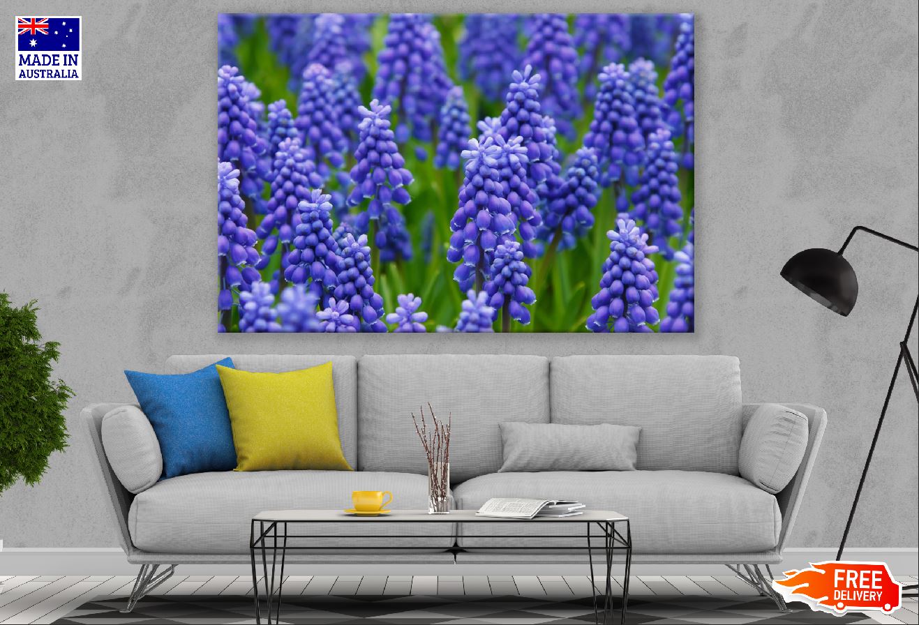 Hyacinth Violet Flowers Field Photograph Print 100% Australian Made