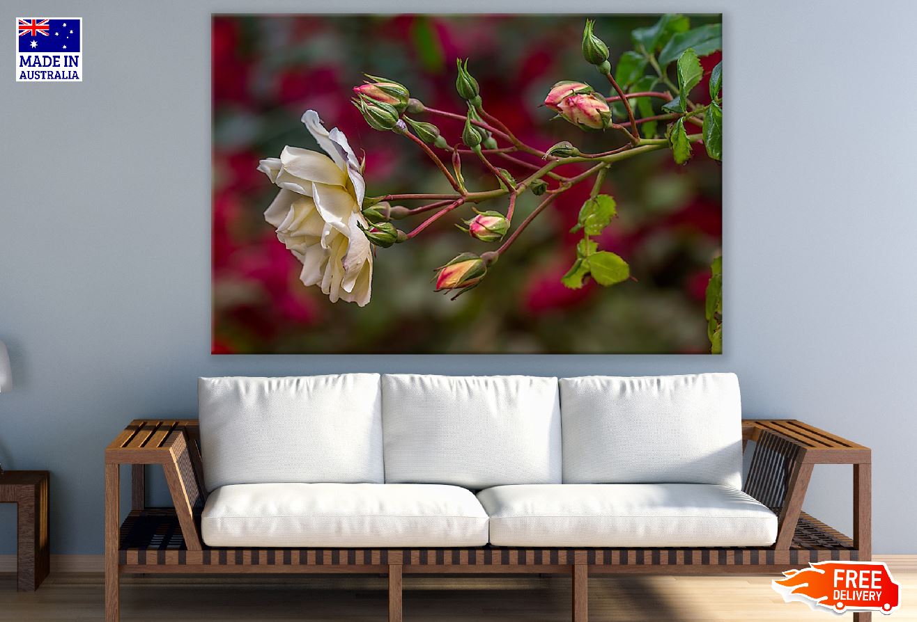 Hybrid Tea Rose Closeup Photograph Print 100% Australian Made