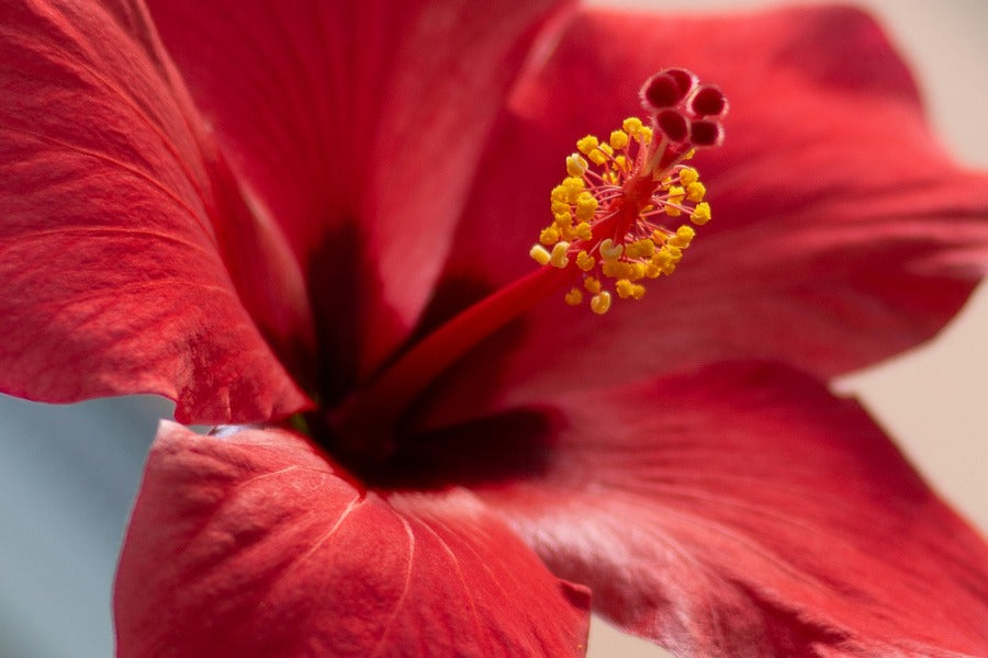 Red Hibiscus Flower Closeup Photograph Print 100% Australian Made
