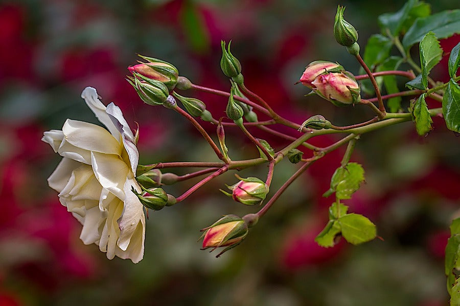 Hybrid Tea Rose Closeup Photograph Print 100% Australian Made
