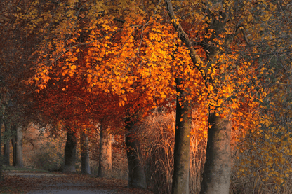 Orange Leaves Trees Row Photograph Print 100% Australian Made