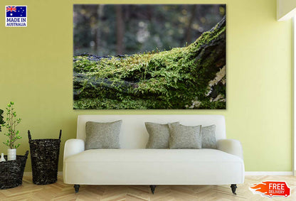 Tree Branch Closeup Photograph Print 100% Australian Made