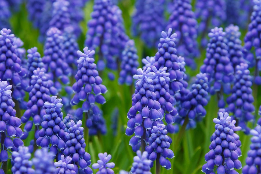 Hyacinth Violet Flowers Field Photograph Print 100% Australian Made