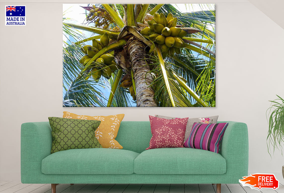 Coconut Tree Closeup Photograph Print 100% Australian Made