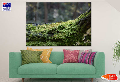 Tree Branch Closeup Photograph Print 100% Australian Made