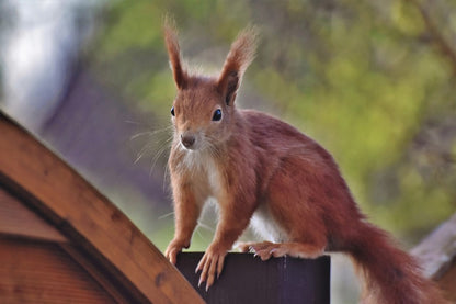 Red Squirrel Closeup Photograph Print 100% Australian Made