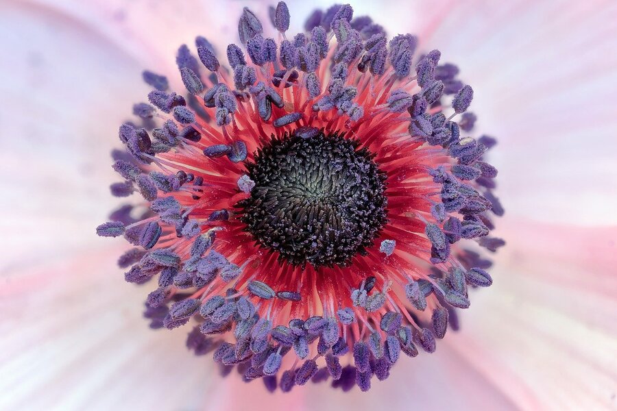 Anemone Flower Closeup Macro Photograph Print 100% Australian Made