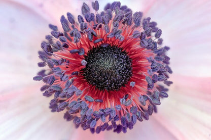Anemone Flower Closeup Macro Photograph Print 100% Australian Made