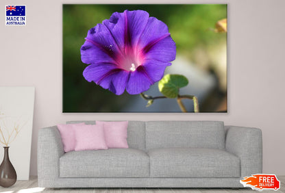 Purple Glory Flower Closeup Photograph Print 100% Australian Made