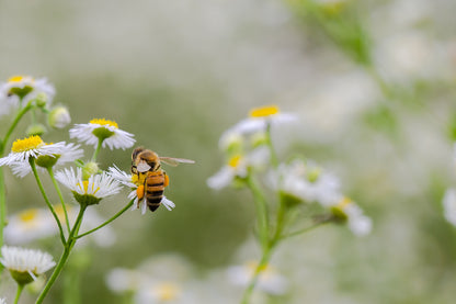 Bee on Chamomile Flowers View Photograph Print 100% Australian Made