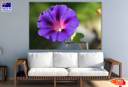 Purple Glory Flower Closeup Photograph Print 100% Australian Made