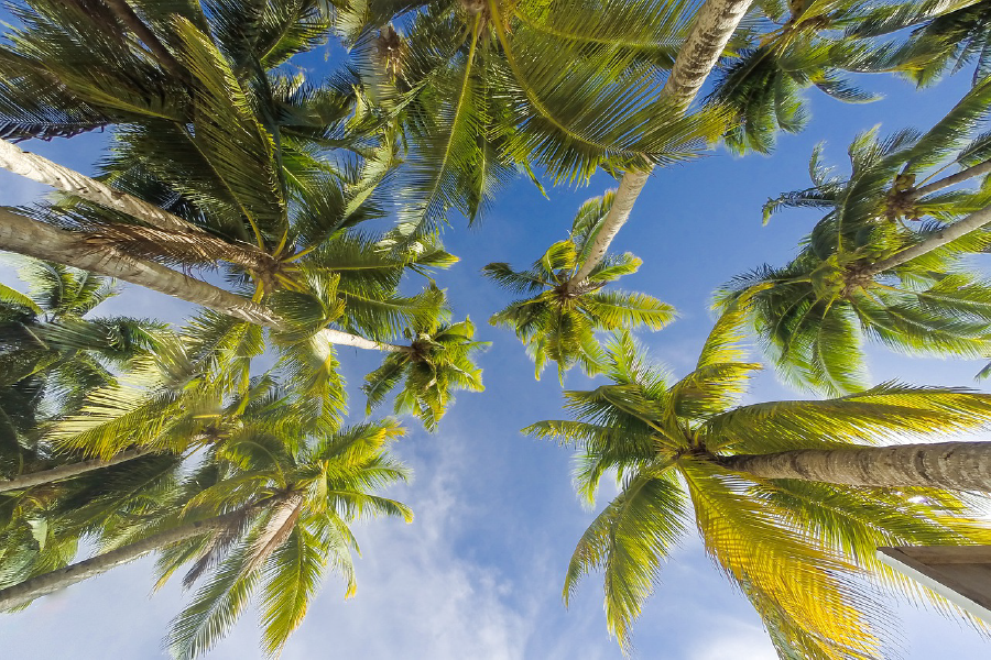 Palm Trees View From Below Photograph Print 100% Australian Made