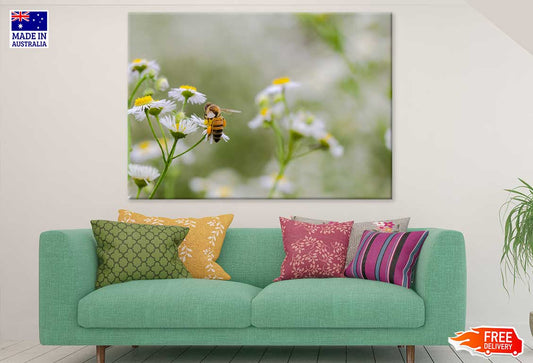 Bee on Chamomile Flowers View Photograph Print 100% Australian Made