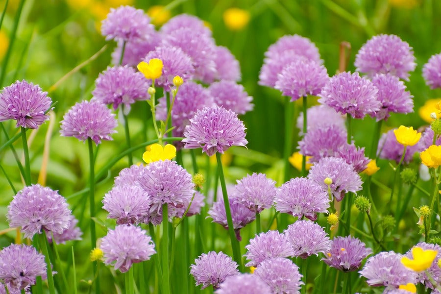 Purple Chrysanthemum Flowers Closeup Photograph Print 100% Australian Made