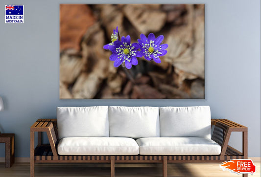 Liverwort Flowers Closeup Photograph Print 100% Australian Made